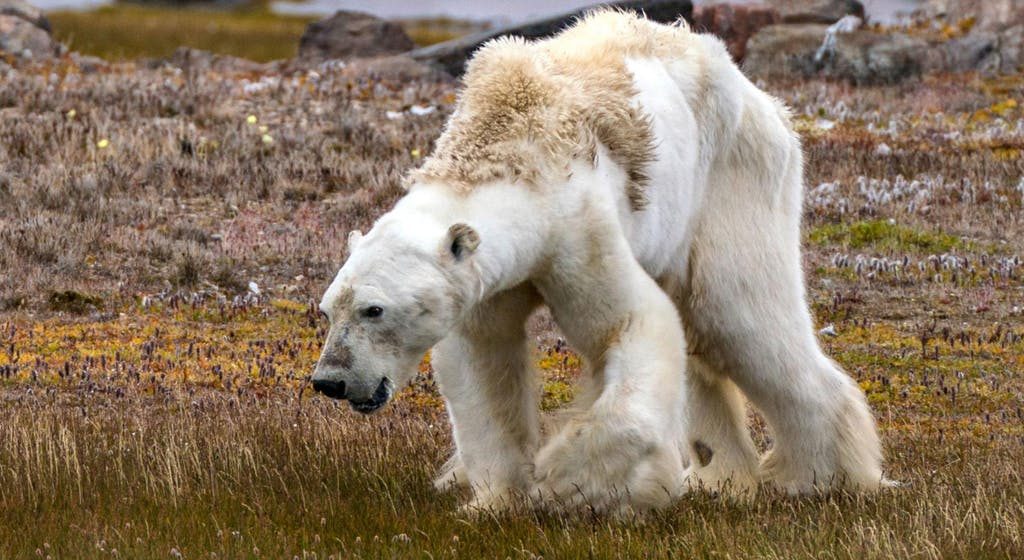 Global Warming Effects Polar Bear